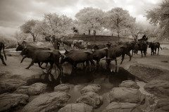 DALLAS splendid cattle drive in bronze