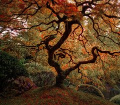 OREGON TREE OF LIFE Portland Japanese Gardens (1)