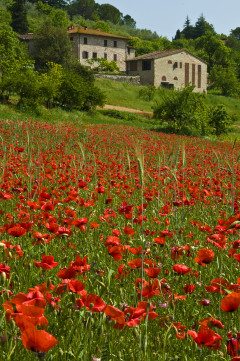 ITALY TUSCANY Poppies In Tuscany